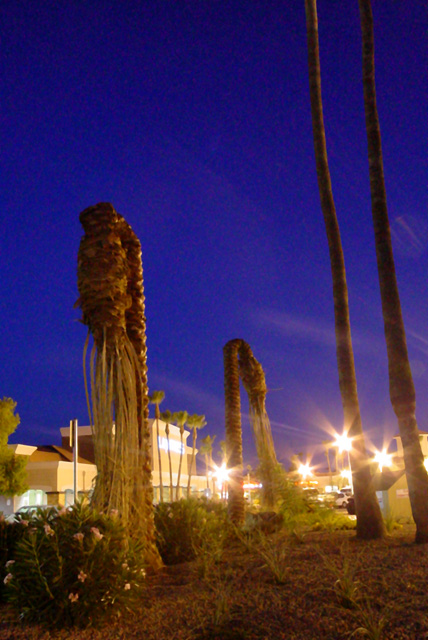 Bent Palms in the Spot Lights